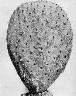 (Opuntia pyriformis)