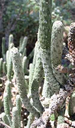 Diamond Cholla, Pencil Cholla(Cylindropuntia ramosissima)