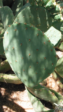 Cuija(Opuntia rastrera)