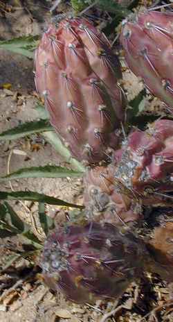 (Cylindropuntia californica var. rosarica )