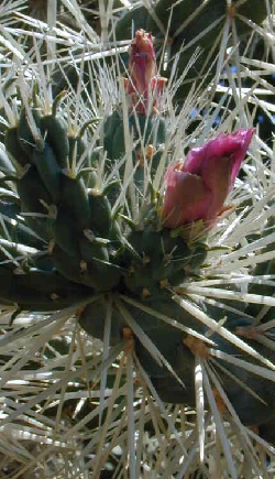 (Cylindropuntia rosea)