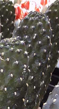 Road Kill Cactus(Consolea rubescens)