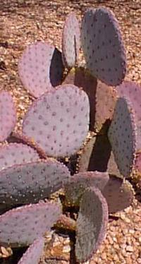 Santa Rita Prickly Pear(Opuntia santa-rita)