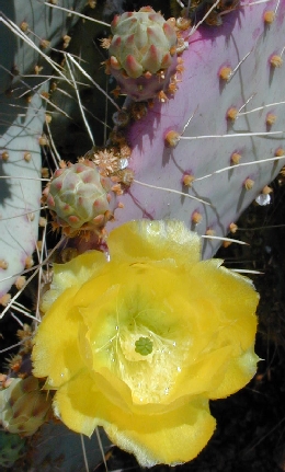 Santa Rita Prickly Pear(Opuntia santa-rita)