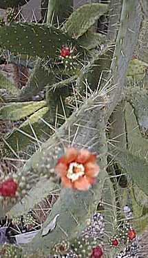 Florida semaphore cactus(Consolea spinosissima)