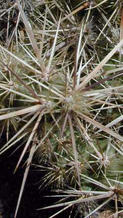 Devil Cholla, Stanly's Club Cholla(Grusonia emoryi)