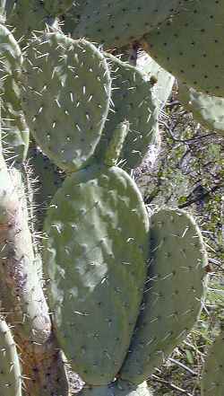 Nopal Cardón(Opuntia streptacantha)