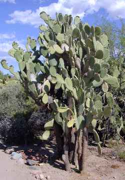 Nopal Cardón(Opuntia streptacantha)