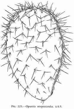 Nopal Cardón(Opuntia streptacantha)