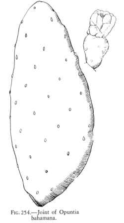 Coastal Prickly Pear(Opuntia stricta)