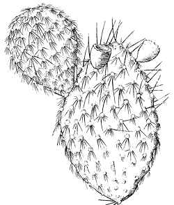 Marblefruit Prickly Pear(Opuntia strigil)