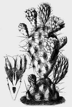 (Opuntia sulphurea)