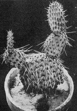 (Opuntia tapona)