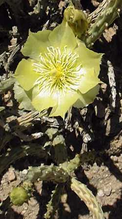 Pencil Cholla(Cylindropuntia tesajo)