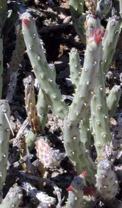 Pencil Cholla(Cylindropuntia tesajo)