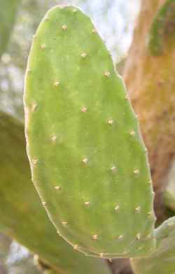 Woollyjoint Prickly Pear(Opuntia tomentosa)