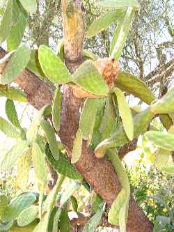 Woollyjoint Prickly Pear(Opuntia tomentosa)