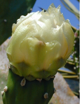 (Opuntia undulata)