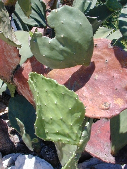 (Opuntia undulata)