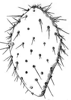 (Opuntia Χ vaseyi)