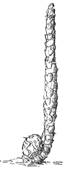 (Austrocylindropuntia verschaffeltii)