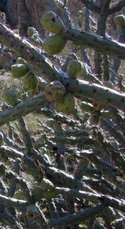 Staghorn Cholla(Cylindropuntia versicolor)