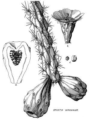 Staghorn Cholla(Cylindropuntia versicolor)