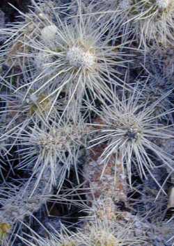 (Tephrocactus weberi)