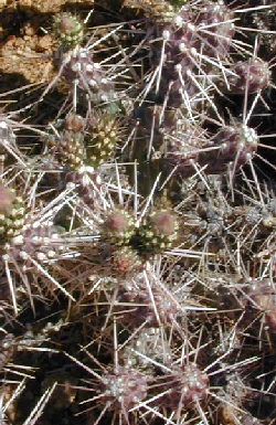 Whipple Cholla(Cylindropuntia whipplei)