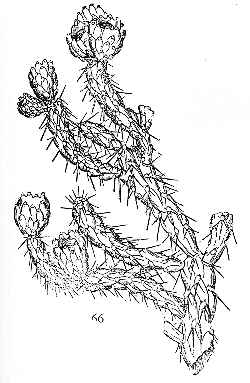 Whipple Cholla(Cylindropuntia whipplei)
