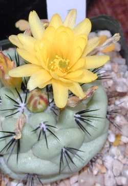 (Ortegocactus macdougallii)