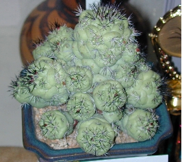 (Ortegocactus macdougallii)