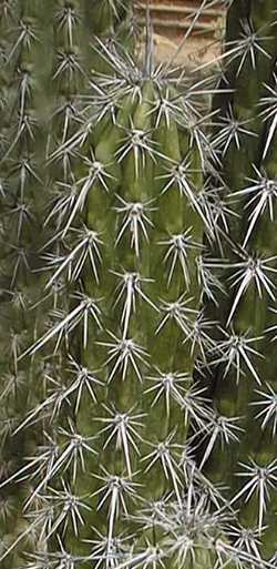 Baboso, Acompes(Pachycereus hollianus)