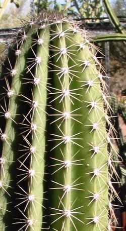 (Pachycereus militaris)