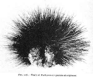 Cardón Hecho, Cardón Barbón(Pachycereus pecten-aboriginum)