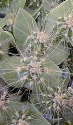 Cardón Hecho, Cardón Barbón(Pachycereus pecten-aboriginum)