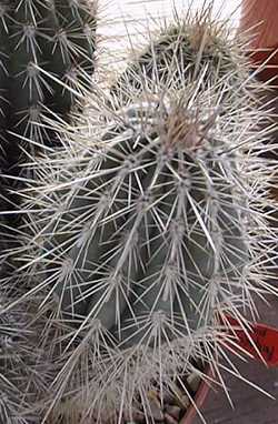 Cardón, Elephant Cactus, Mexican Giant Cactus(Pachycereus pringlei)