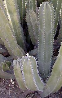 Senita, Whisker Cactus(Pachycereus schottii)