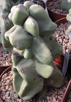 Senita, Whisker Cactus(Pachycereus schottii)