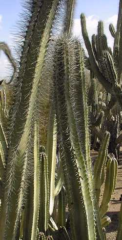 Senita, Whisker Cactus(Pachycereus schottii)