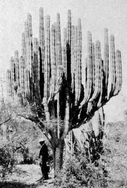 Cardón Espinoso, Candelabro(Pachycereus weberi)