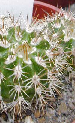 (Parodia ayopayana)