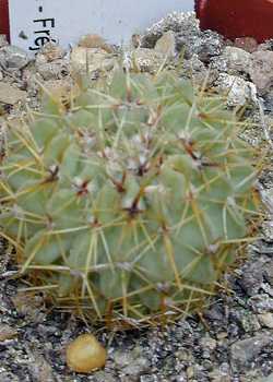 (Parodia buiningii)