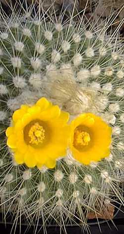 Golden Powder Puff(Parodia chrysacanthion)