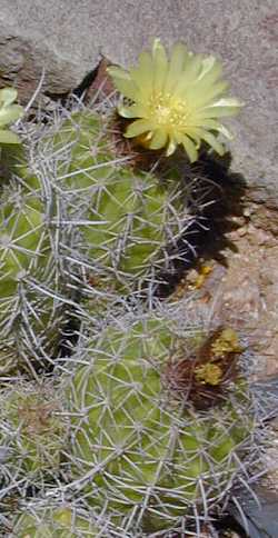 (Parodia columnaris)