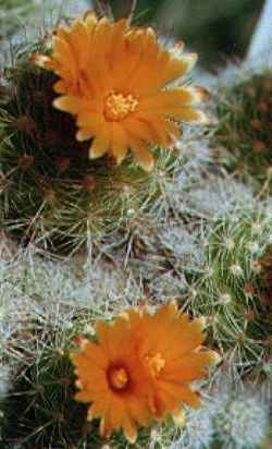 (Parodia comarapana)