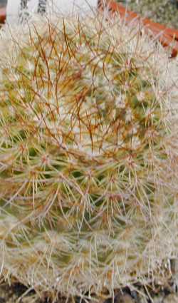 (Parodia concinna)