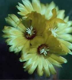 (Parodia formosa)