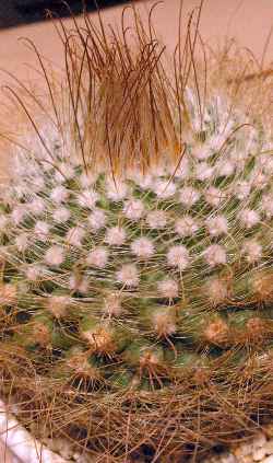 (Parodia microsperma 'herzogii')