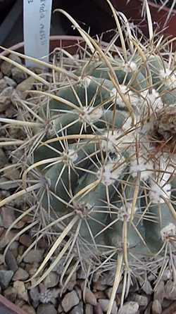 (Parodia maassii)